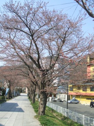さくらなみき.jpg