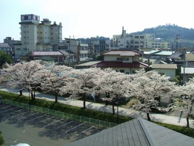 桜並木（４階から）.jpg